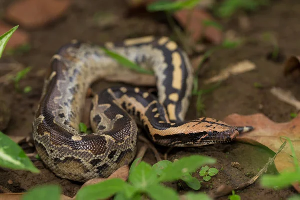 Borneo Short Tailed Blood Python Snake Python Curtus Breitensteini — 스톡 사진