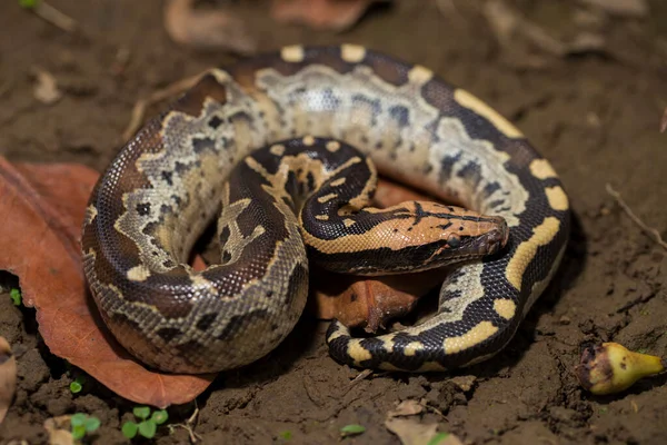Serpente Pitone Del Borneo Dalla Coda Corta Python Curtus Breitensteini — Foto Stock