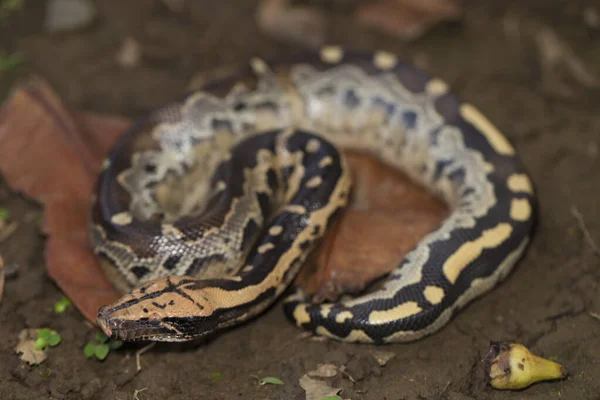 Serpent Python Queue Courte Python Curtus Breitensteini — Photo