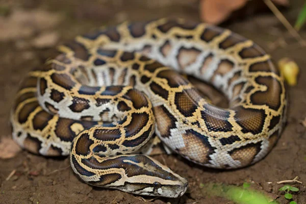 Snake Burmese Python Python Molurus Bivittatus — 스톡 사진
