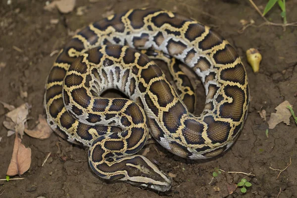 Snake Burmese Python Python Molurus Bivittatus — 스톡 사진