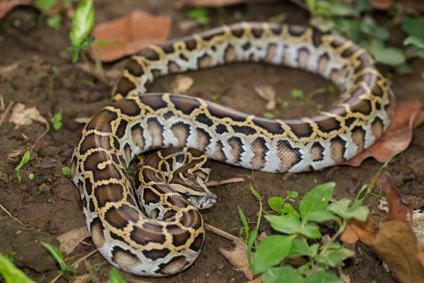 Serpente Pitone Birmano Pitone Molurus Bivittatus — Foto Stock