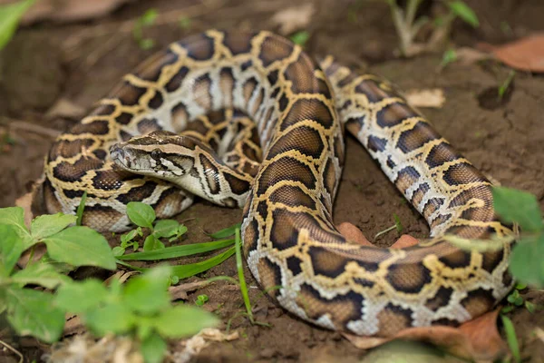 Kígyó Burmai Python Python Molurus Bivittatus — Stock Fotó