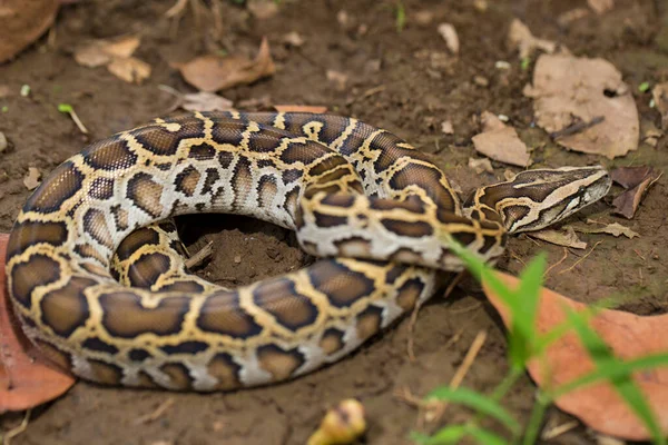 Kígyó Burmai Python Python Molurus Bivittatus — Stock Fotó