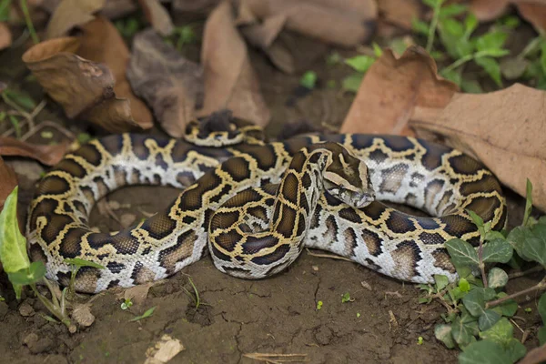 Python Birmanês Serpente Python Molurus Bivittatus — Fotografia de Stock