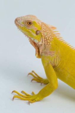 Sarı albino Iguana beyaz bir arkaplanda izole edildi