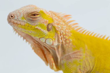 Sarı albino Iguana beyaz bir arkaplanda izole edildi