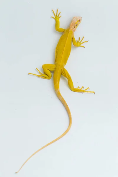 Amarelo Albino Iguana Isolado Sobre Fundo Branco — Fotografia de Stock