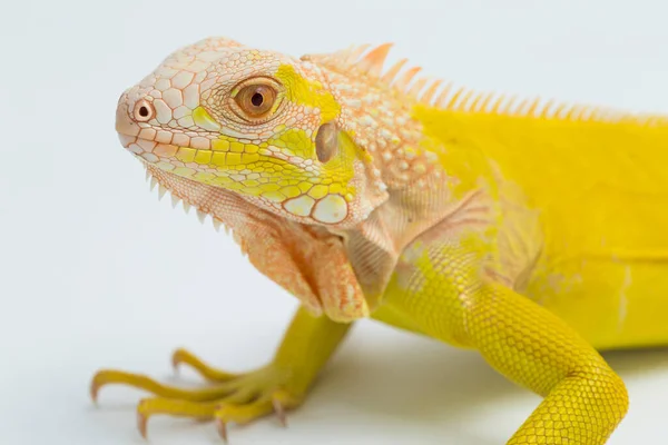Желтый Альбинос Игуана Изолирован Белом Фоне — стоковое фото