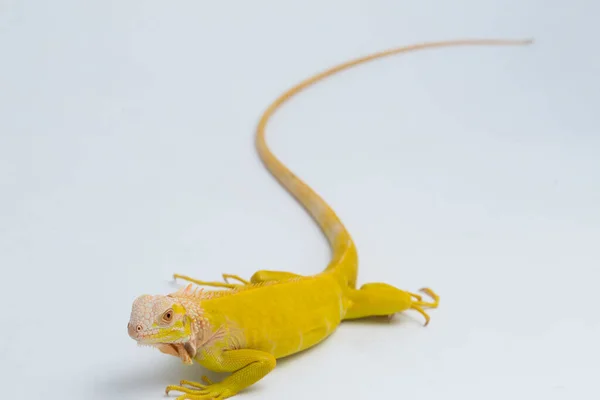 Amarelo Albino Iguana Isolado Sobre Fundo Branco — Fotografia de Stock