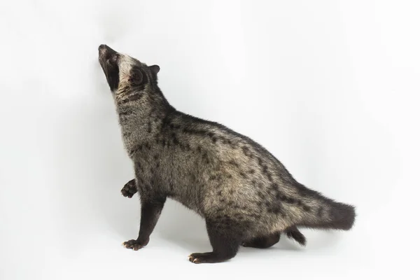 Aziatische Palmcivet Luwak Paradoxurus Hermaphroditus Geïsoleerd Witte Achtergrond — Stockfoto