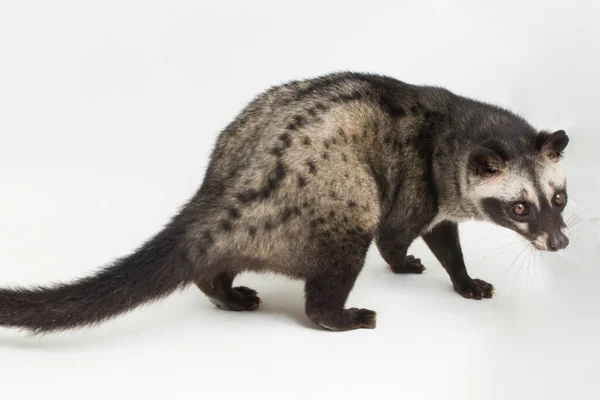 Palmeira Asiática Civet Luwak Paradoxurus Hermaphroditus Isolado Fundo Branco — Fotografia de Stock