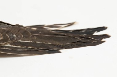 Beyaz arka planda izole edilmiş kederli bir guguk kuşu (Cacomantis merulinus)