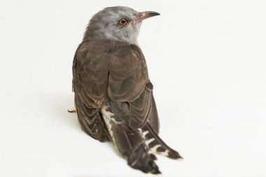 Beyaz arka planda izole edilmiş kederli bir guguk kuşu (Cacomantis merulinus)