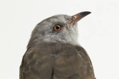 Beyaz arka planda izole edilmiş kederli bir guguk kuşu (Cacomantis merulinus)