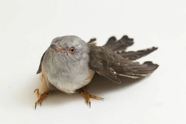 Žalostný Kukačka Pták Cacomantis Merulinus Izolovaný Bílém Pozadí — Stock fotografie