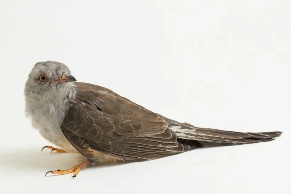 Pássaro Cuco Cacomantis Merulinus Isolado Sobre Fundo Branco — Fotografia de Stock