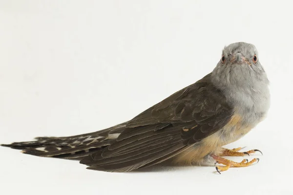 Ptak Kukułcze Cacomantis Merulinus Wyizolowany Białym Tle — Zdjęcie stockowe