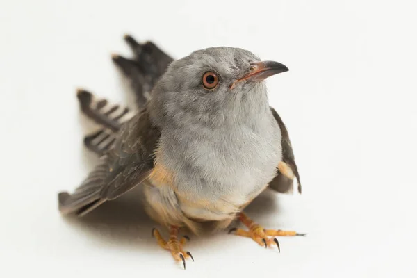 Beyaz Arka Planda Izole Edilmiş Kederli Bir Guguk Kuşu Cacomantis — Stok fotoğraf