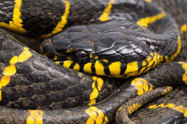 Boiga dendrophila, genellikle mangrov yılanı ya da beyaz arka planda altın halkalı kedi yılanı olarak bilinir.
