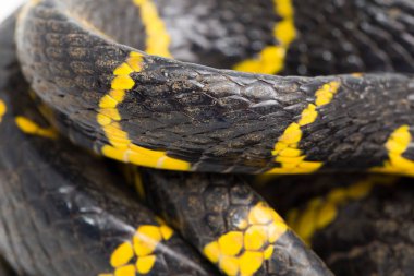 Boiga dendrophila, genellikle mangrov yılanı ya da beyaz arka planda altın halkalı kedi yılanı olarak bilinir.