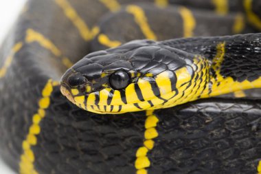 Boiga dendrophila, genellikle mangrov yılanı ya da beyaz arka planda altın halkalı kedi yılanı olarak bilinir.