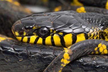 Boiga dendrophila, genellikle mangrov yılanı ya da beyaz arka planda altın halkalı kedi yılanı olarak bilinir.