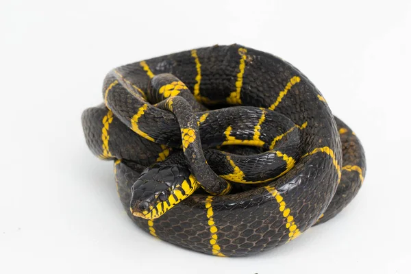 Boiga Dendrophila Comúnmente Llamada Serpiente Manglar Serpiente Gato Anillada Oro — Foto de Stock