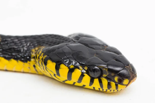 Boiga Dendrophila Powszechnie Nazywany Wężem Mangrowym Lub Złotym Pierścieniem Węża — Zdjęcie stockowe