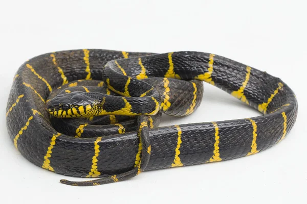Boiga Dendrophila Közismert Nevén Mangrove Kígyó Vagy Aranygyűrűs Macska Kígyó — Stock Fotó
