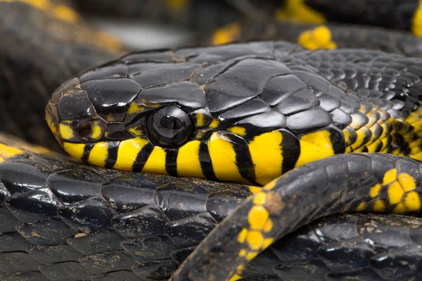 Boiga dendrophila, genellikle mangrov yılanı ya da beyaz arka planda altın halkalı kedi yılanı olarak bilinir.