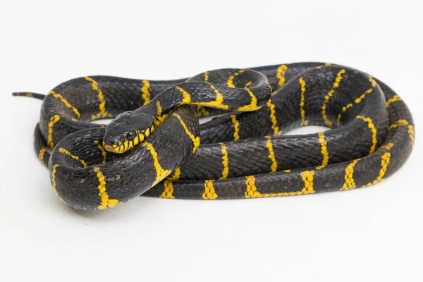 Boiga Dendrophila Vulgarmente Chamada Serpente Manguezal Cobra Gato Dourada Fundo — Fotografia de Stock