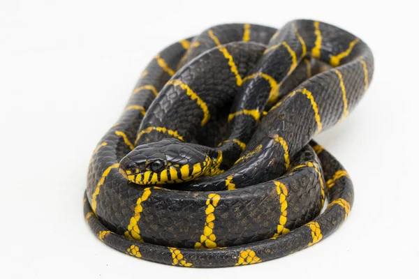 Boiga Dendrophila Vulgarmente Chamada Serpente Manguezal Cobra Gato Dourada Fundo — Fotografia de Stock