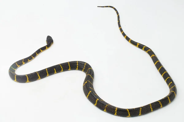 Boiga dendrophila, commonly called the mangrove snake or gold-ringed cat snake on white background