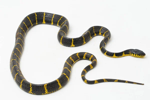 白い背景にマングローブヘビや金環猫ヘビと呼ばれるボイガのデンドロフィラ — ストック写真