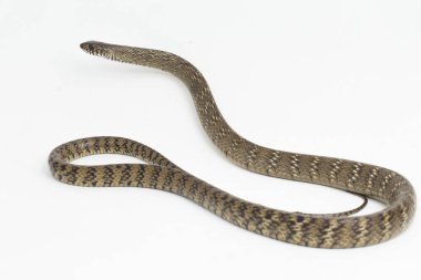 Ptyas mukozası, oryantal fare yılanı, Hint fare yılanı, beyaz arka planda izole edilmiş..