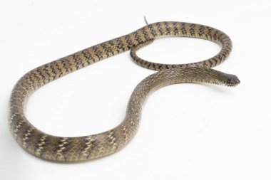 Ptyas mukozası, oryantal fare yılanı, Hint fare yılanı, beyaz arka planda izole edilmiş..