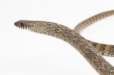 Ptyas mukozası, oryantal fare yılanı, Hint fare yılanı, beyaz arka planda izole edilmiş..