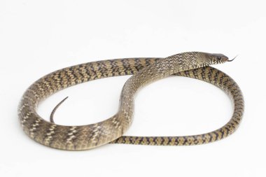 Ptyas mukozası, oryantal fare yılanı, Hint fare yılanı, beyaz arka planda izole edilmiş..