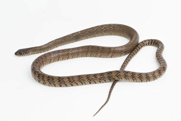 Ptyas Mucosa Oriental Ratsnake Indian Rat Snake Isolated White Background — Foto de Stock