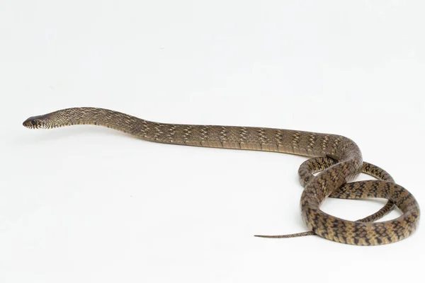 Ptyas Mukosa Orientální Chřestýš Indický Krysí Had Izolovaný Bílém Pozadí — Stock fotografie