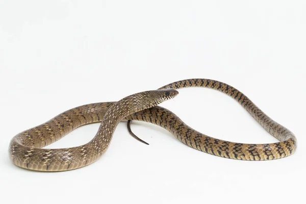 Ptyas Mukosa Orientální Chřestýš Indický Krysí Had Izolovaný Bílém Pozadí — Stock fotografie