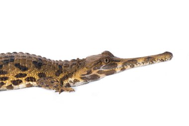 Beyaz arkaplanda izole edilmiş sahte Ganj timsahı (Tomistoma schlegelii)