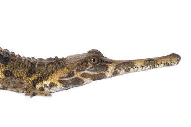 Beyaz arkaplanda izole edilmiş sahte Ganj timsahı (Tomistoma schlegelii)