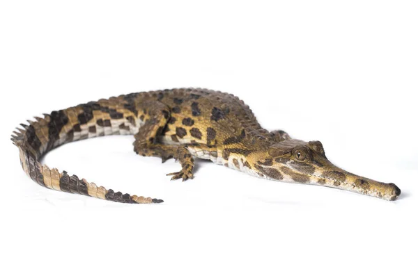 Falso Gaviale Tomistoma Schlegelii Isolato Sfondo Bianco — Foto Stock