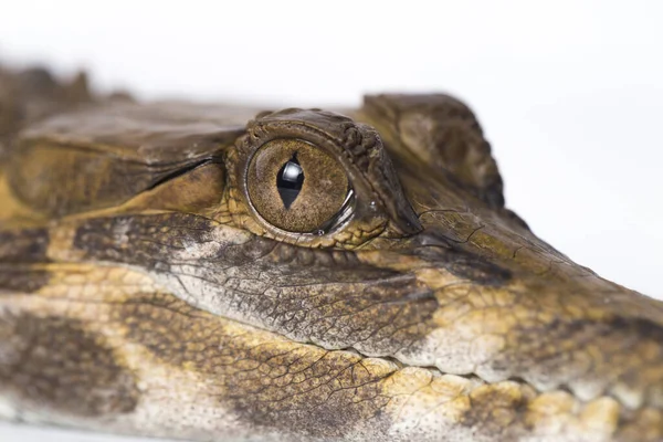 바탕에 떨어져 가리알 Tomistoma Schlegelii — 스톡 사진