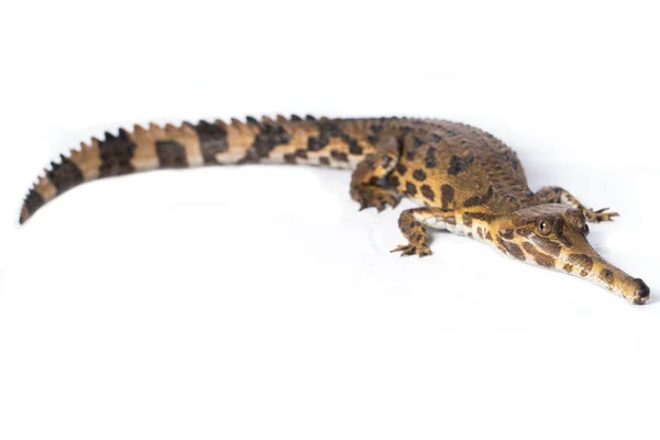 Valse Gharial Tomistoma Schlegelii Geïsoleerd Witte Achtergrond — Stockfoto