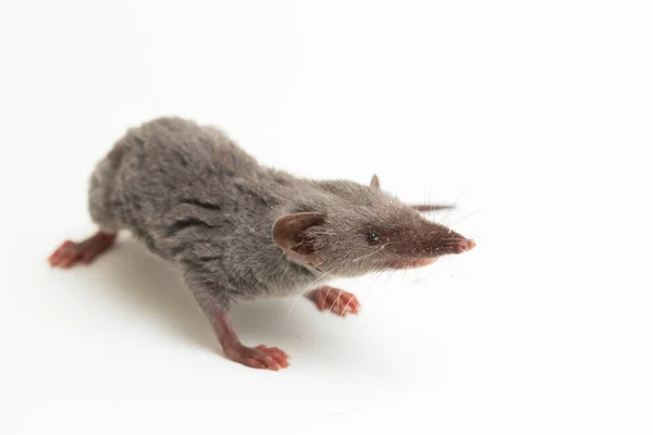 Musaraña Casa Asiática Musaraña Almizclera Marrón Suncus Murinus Aislado Sobre — Foto de Stock