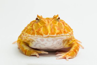 Beyaz arka planda Pac Man kurbağa albino çilek izole