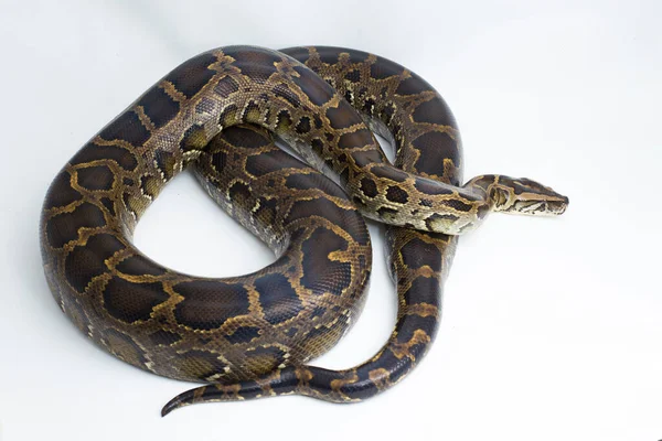 Orm Burmesiska Python Python Molurus Bivittatus Isolerad Vit Bakgrund — Stockfoto